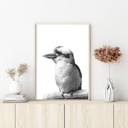 Wall Art 70cmx100cm Kookaburra Black Frame Canvas