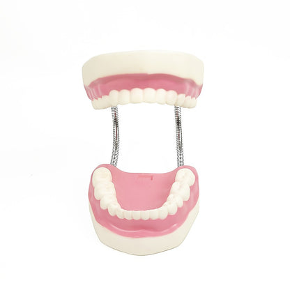 Dental Tooth Brushing Model Teeth Care